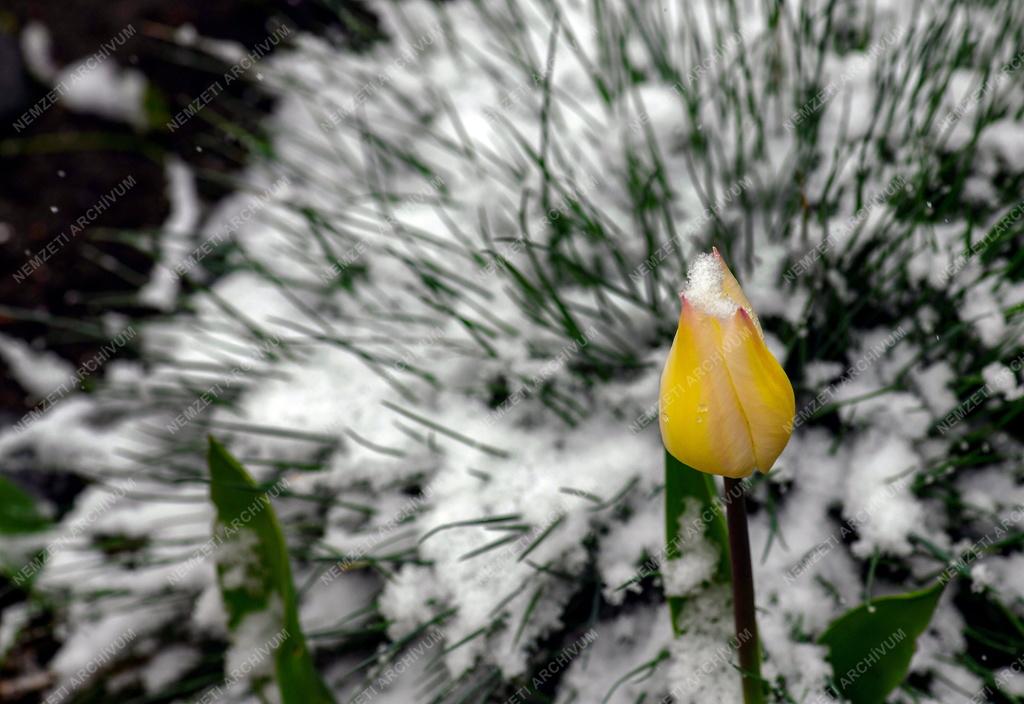 Természet - Időjárás - Havas húsvéti tulipán