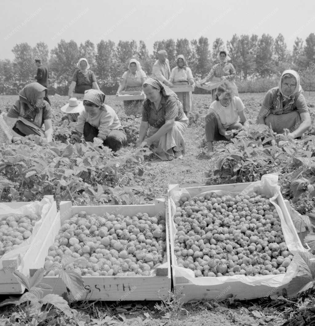 Mezőgazdaság - Szedik a földiepret Csongrádban