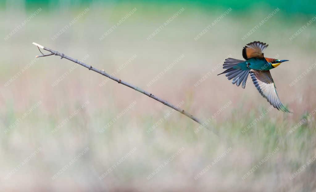 Természet - Tiszaalpár - Gyurgyalag