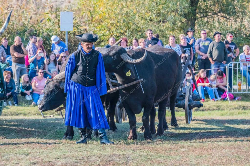 Turizmus - Hortobágy - Magyar házi bivalyok és gulyás