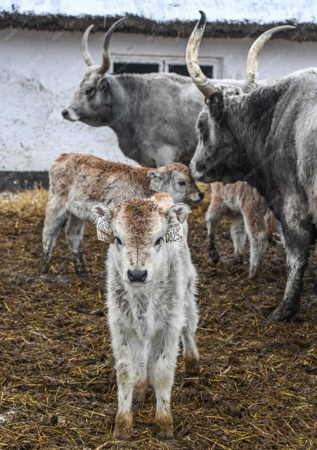 Állattartás - Hortobágy - Ellenek a szürke marhák 