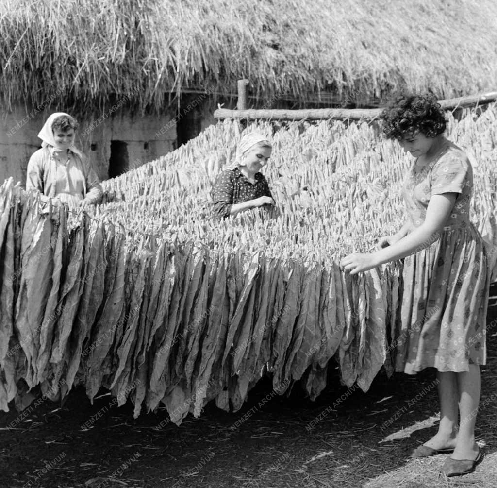 Mezőgazdaság - Dohányszüret az Aranykalász Termelőszövetkezetben