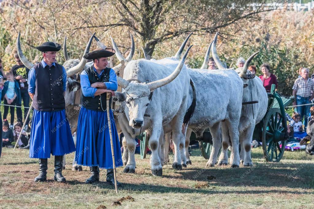 Turizmus - Hortobágy - Gulyások magyar szürkemarhával