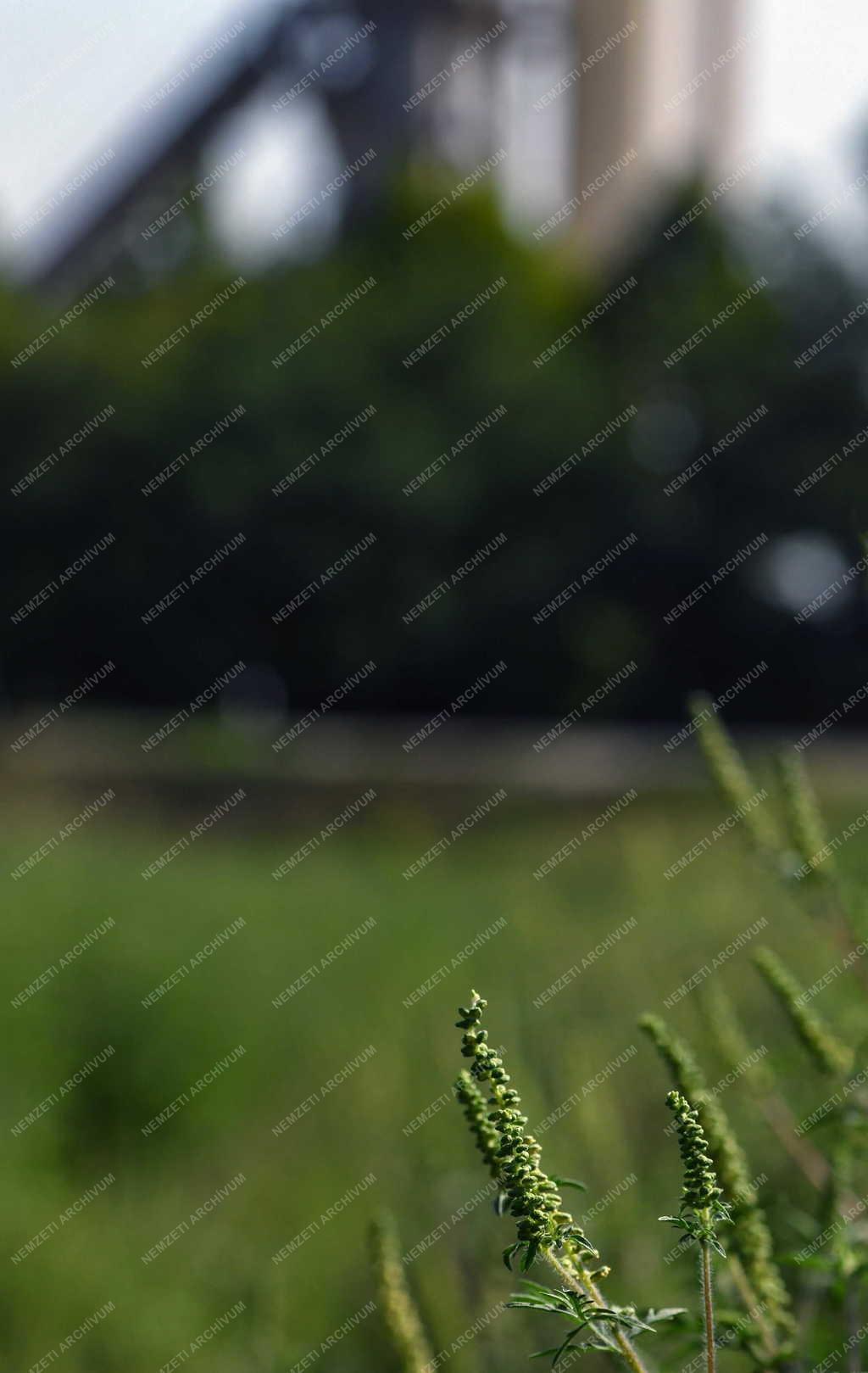 Természet - Parlagfű szezon