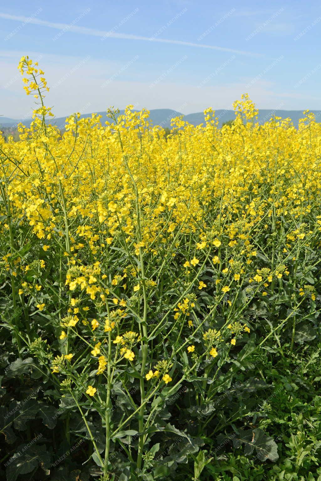 Mezőgazdaság - Vác - Virágzó repce