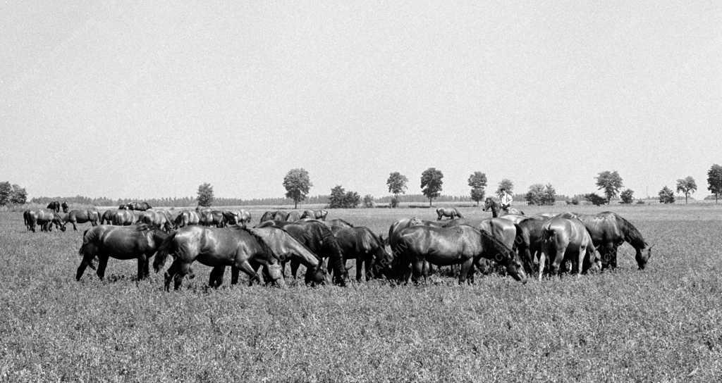 Mezőgazdaság - Évforduló - 180 éves a Mezőhegyesi Állami Gazdaság