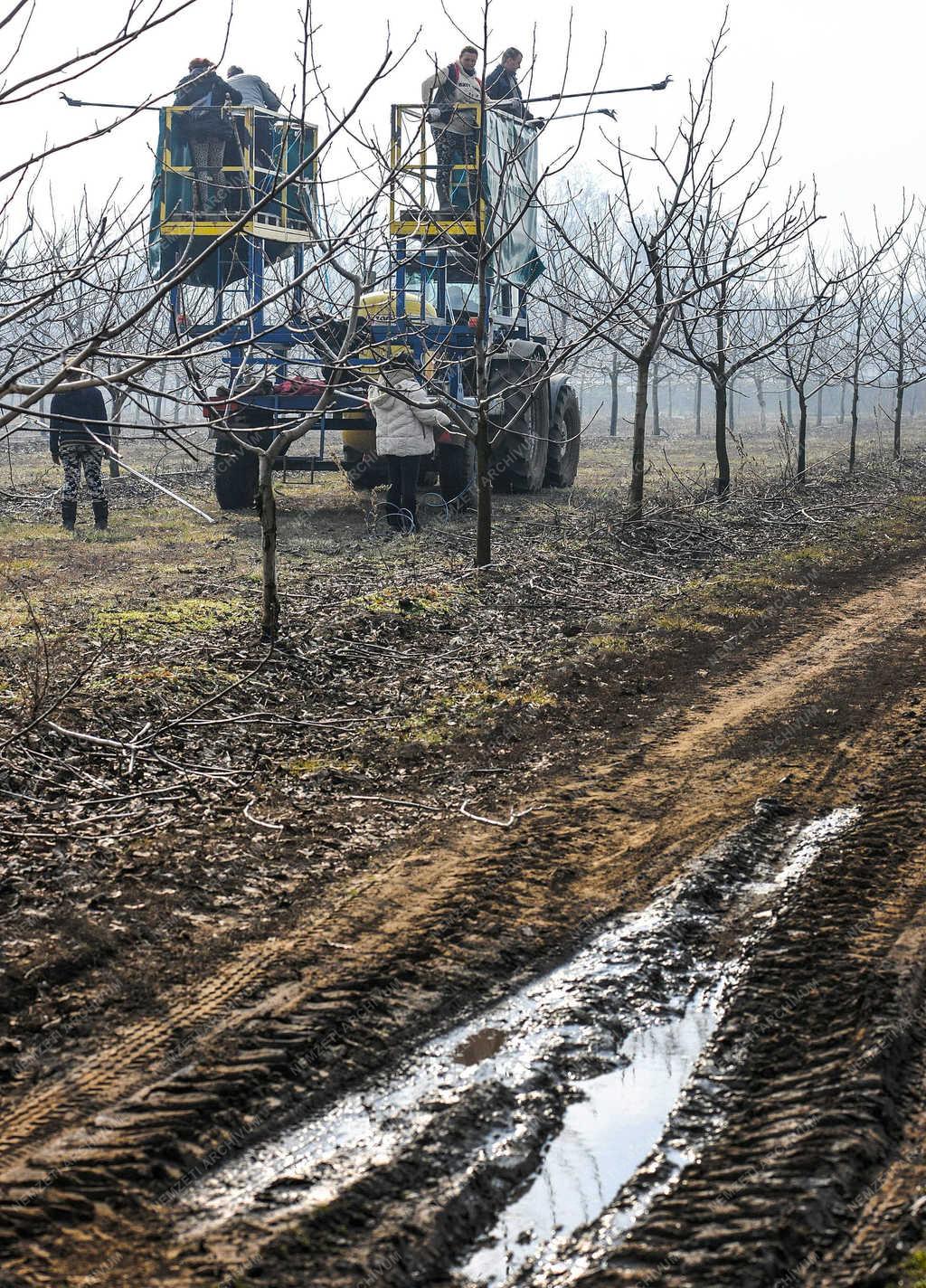 Gyümölcstermesztés - Hajdúdorog - Metszik a diófákat  