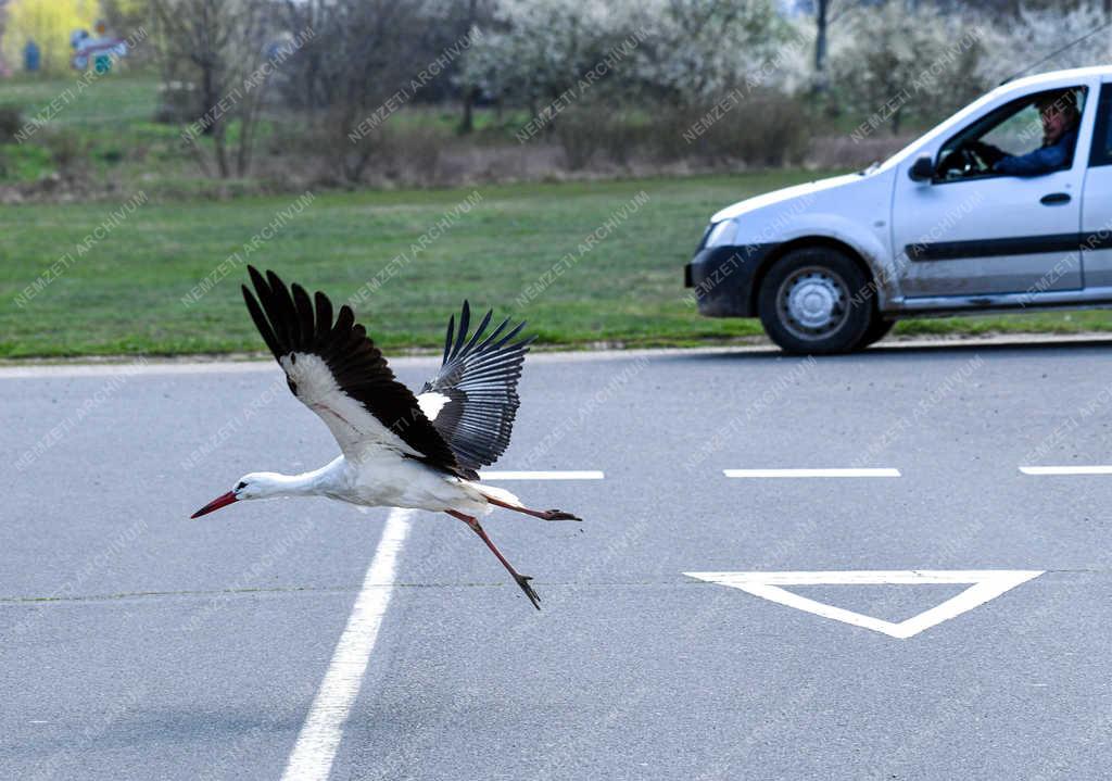 Természet - Hortobágy - Megjöttek a gólyák a Hortobágyra