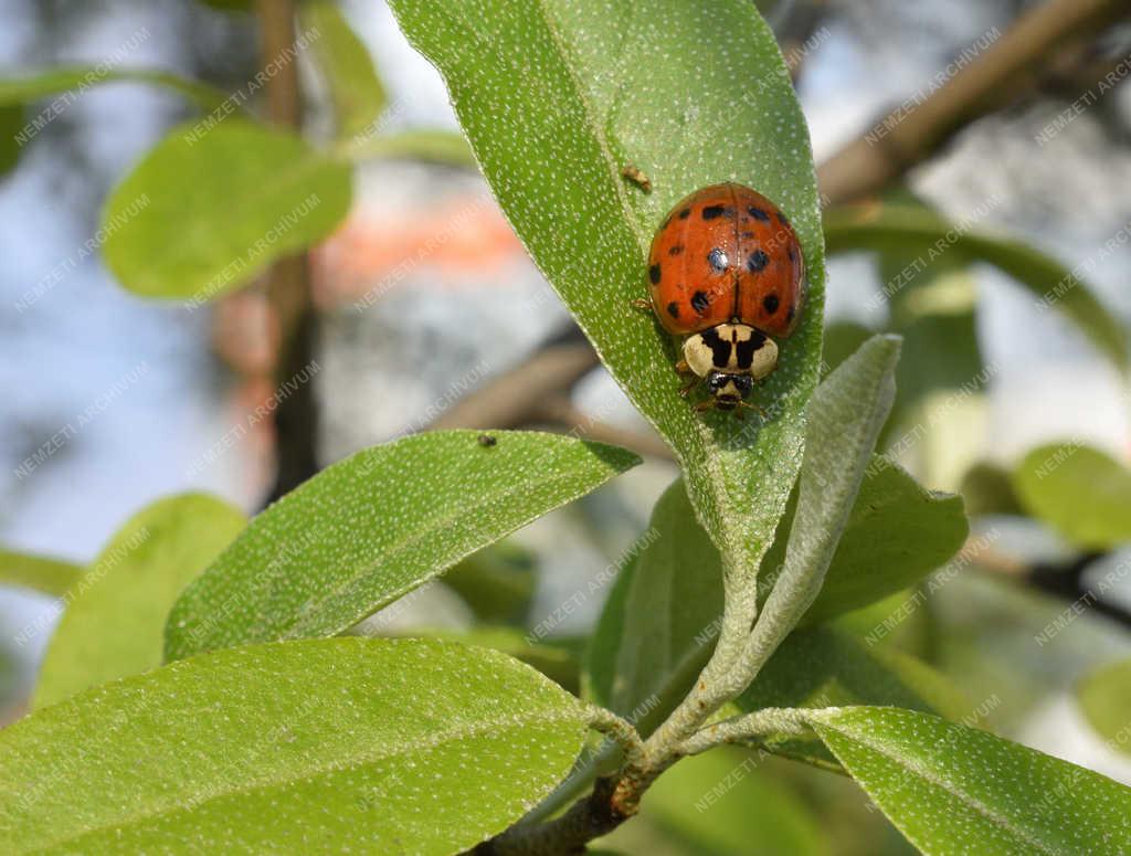 Természet - Budapest - Harlekin katica