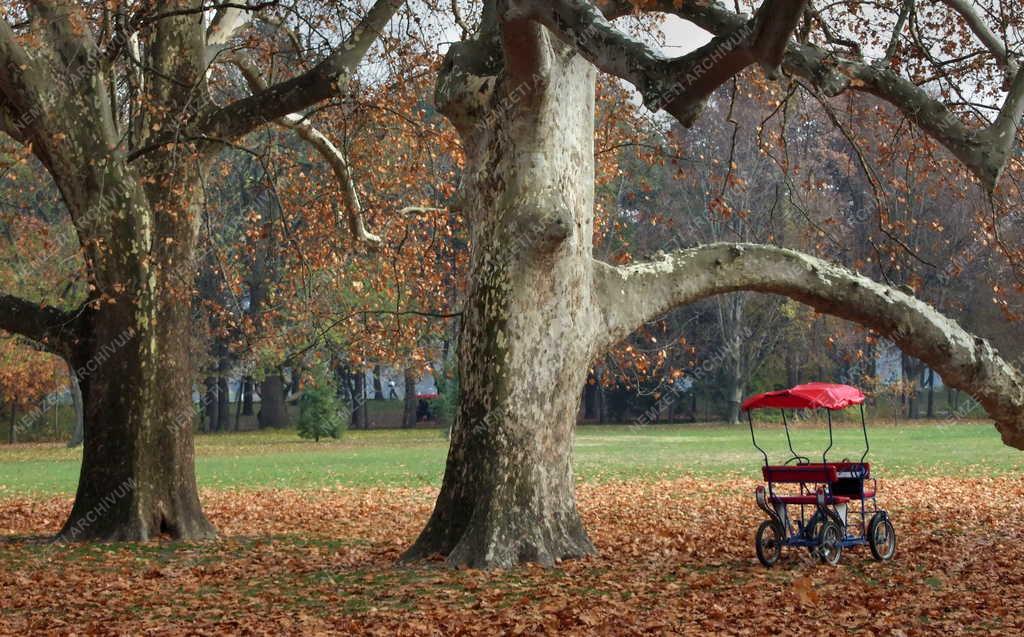 Természet - Park - Ősz a Margitszigeten