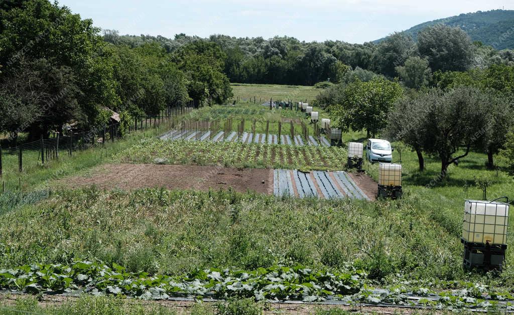 Gazdálkodás - Kismaros - Kertművelés