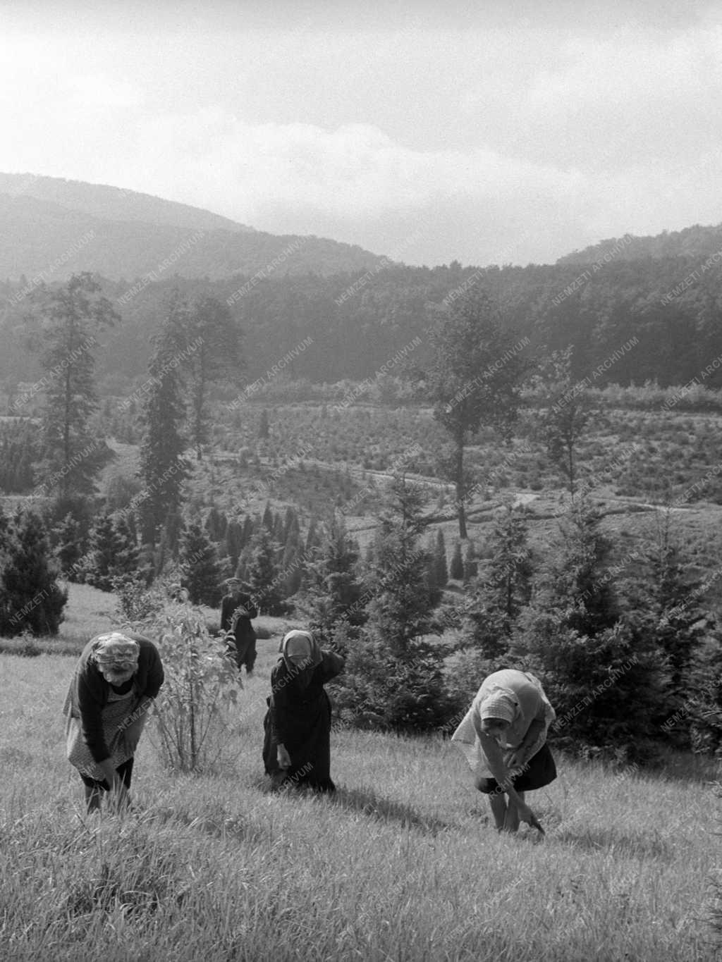 Természetvédelem - Vértesi Állami Erdőgazdaság Agostyáni Arborétum