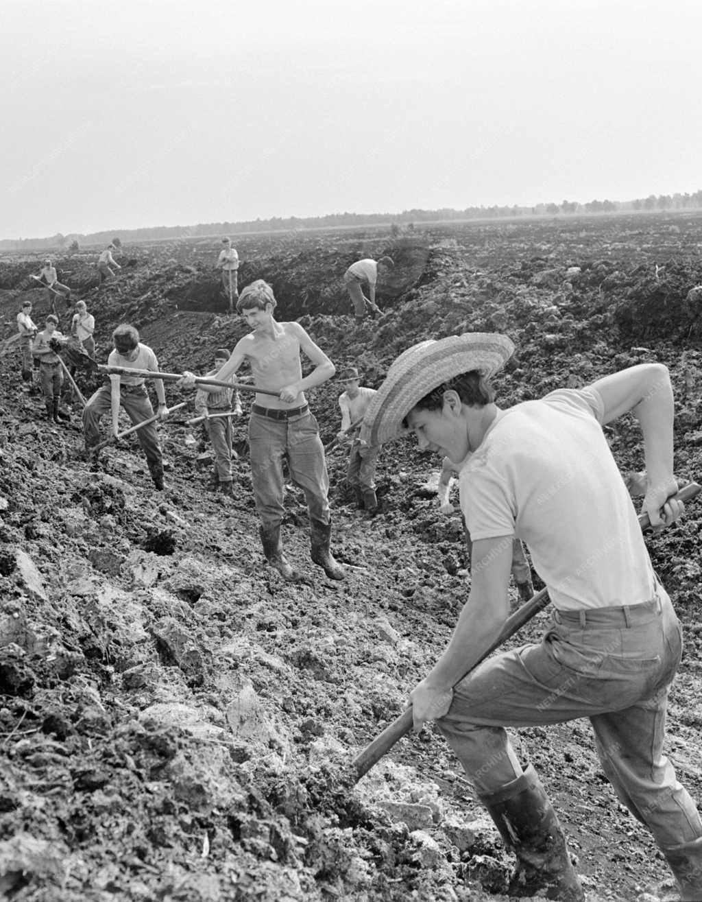 Városkép-életkép - A hansági építőtáborban