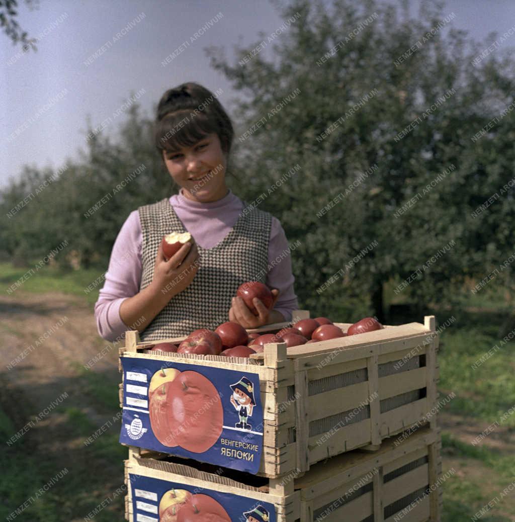 Mezőgazdaság - Almaexport 