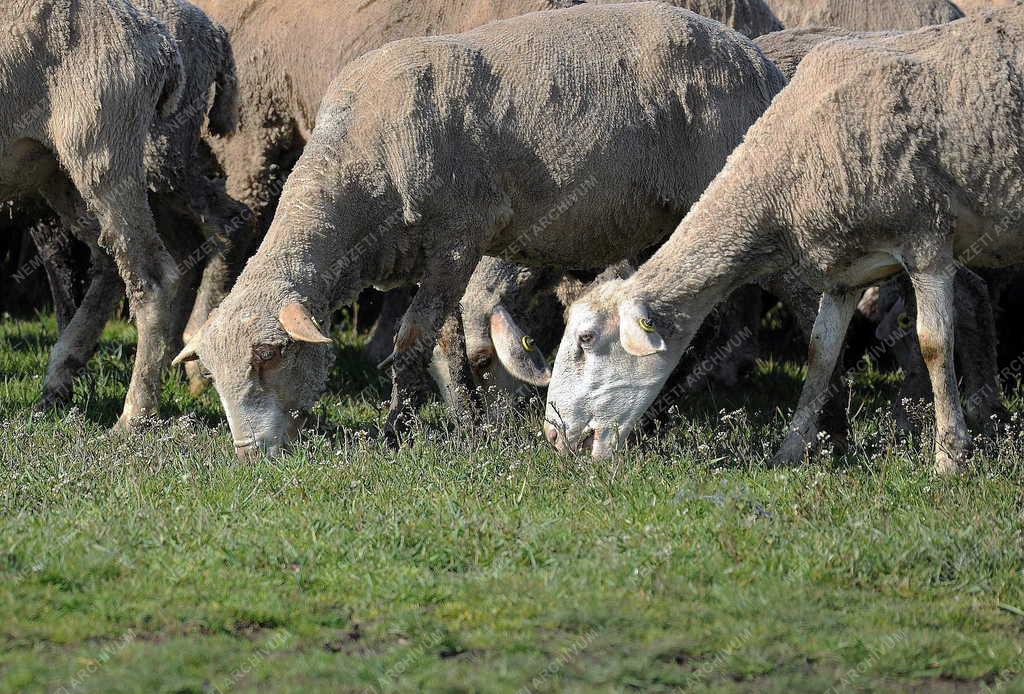 Állattenyésztés - Hortobágy - Megkezdődött a legeltetés 