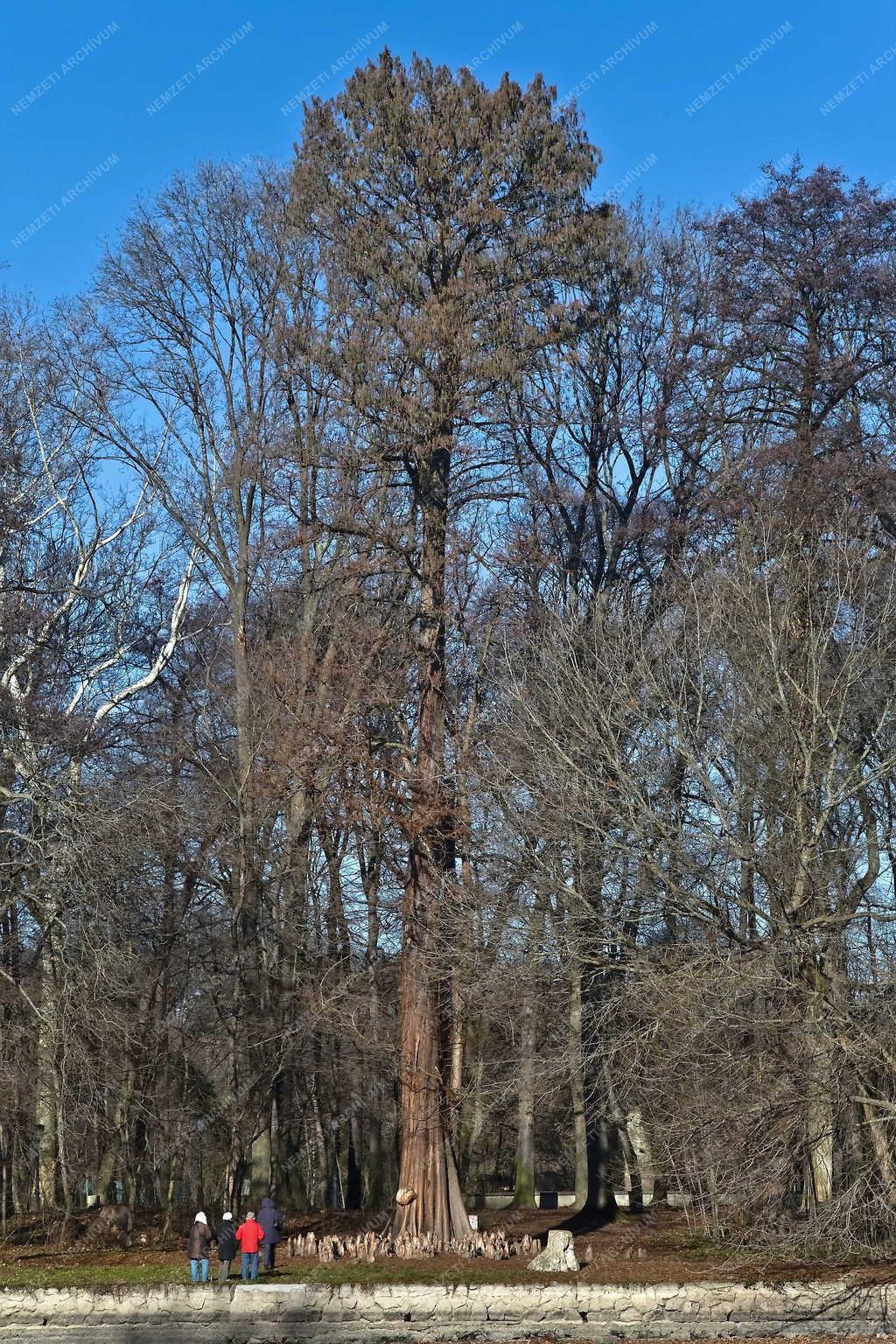 Martonvásár - Mocsári ciprus a kastélyparkban