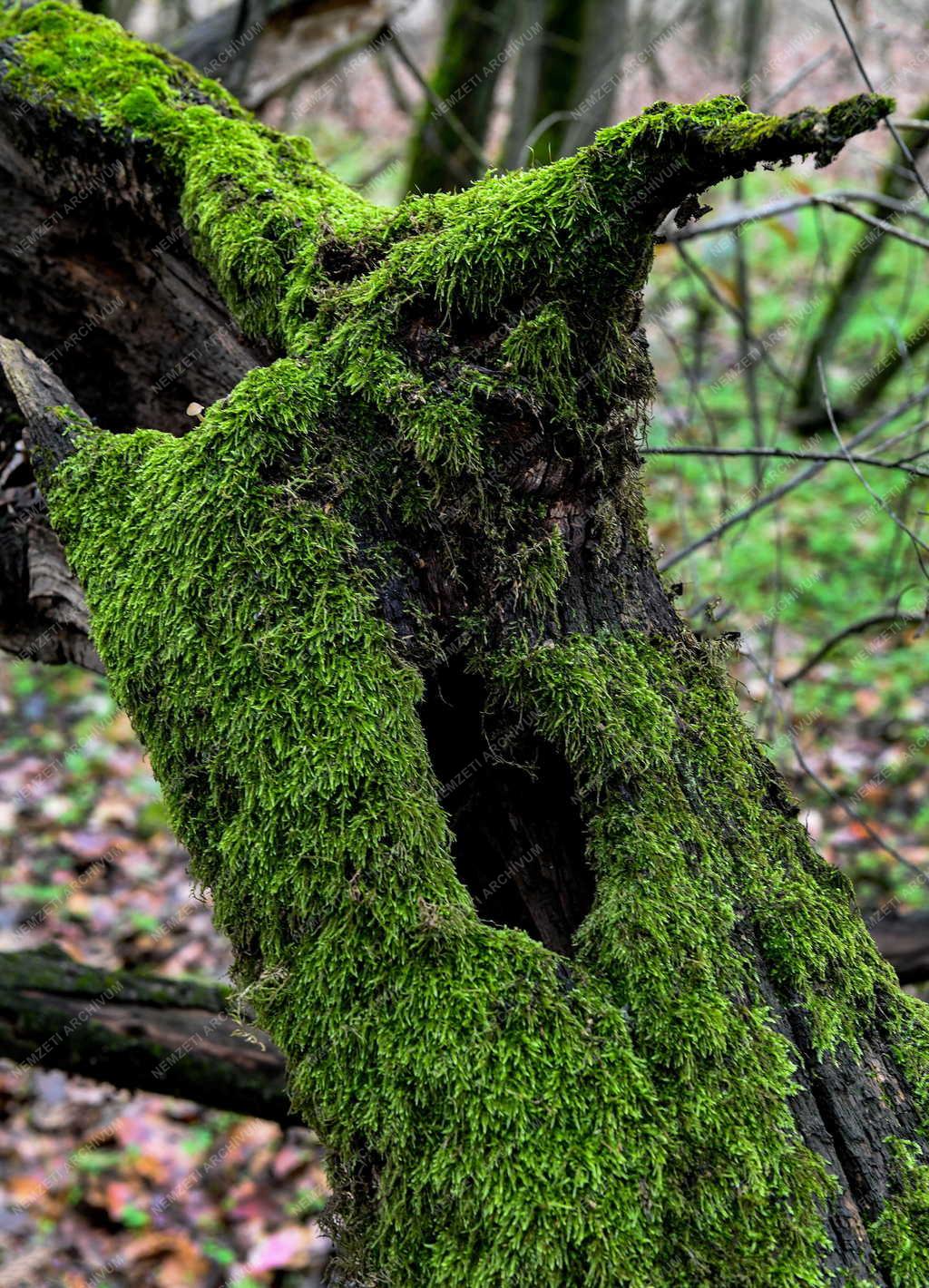 Természet - Érintetlen terület a debreceni Nagyerdőben 