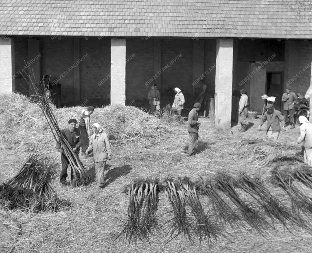 Mezőgazdaság - Alsótekeresi Állami Gazdaság faiskolája  