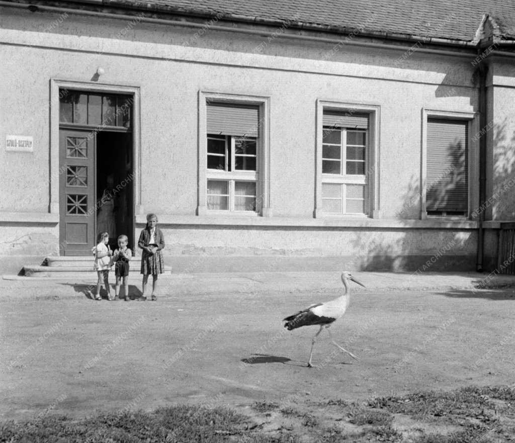 Állatvilág - Törött szárnyú gólya a Szigetvári Szülészkórházban