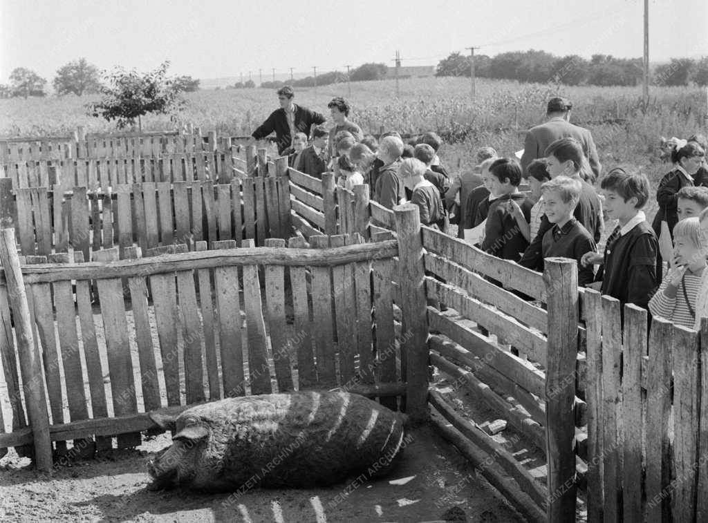 Mezőgazdaság - Aranykalász Termelőszövetkezet