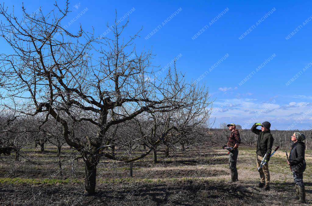 Mezőgazdaság - Debrecen - Metszés a gyümölcsösben 