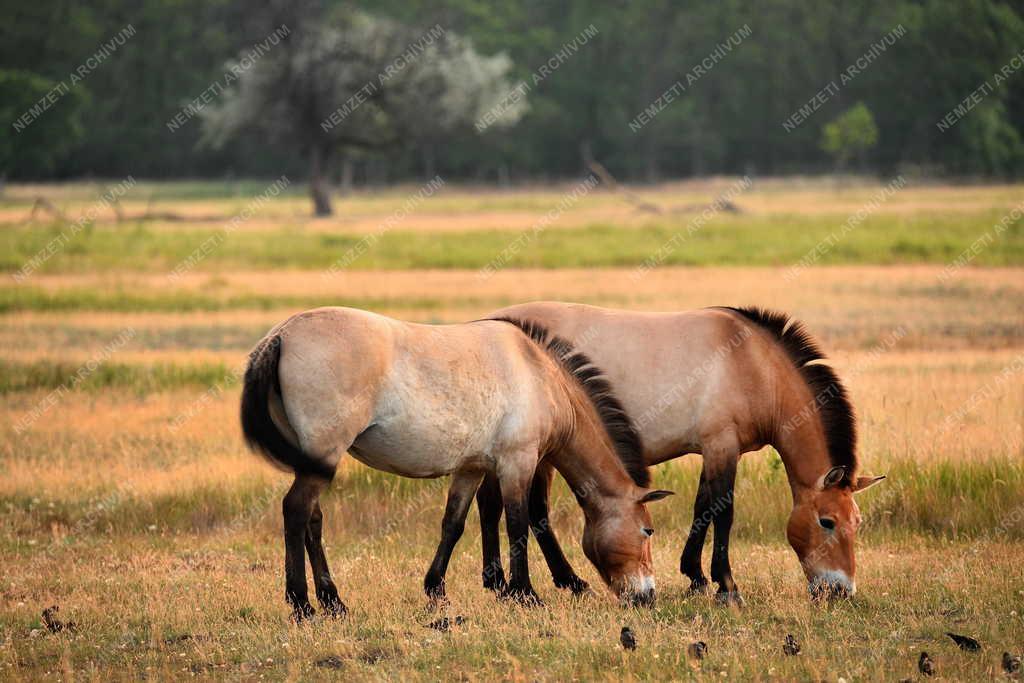 Mezőgazdaság - Állatvédelem - Przewalski-lovak a Hortobágyon