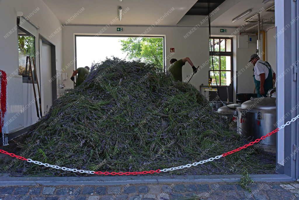 Természetvédelem - Egyház - Pannonhalmi Főapátsági Arborétum és Gyógynövénykert