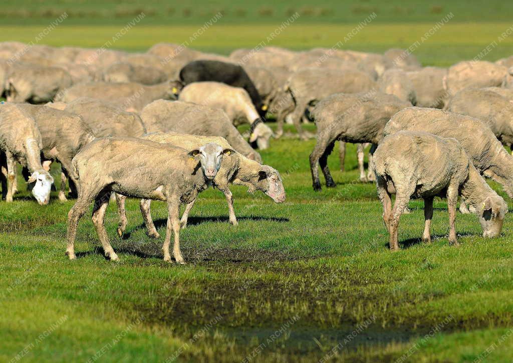 Állattenyésztés - Hortobágy - Megkezdődött a legeltetés 