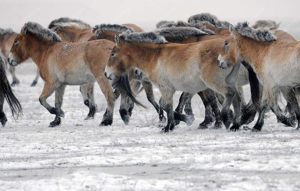 Állatvilág - Hortobágy - Przewalski-lovak a Hortobágyon