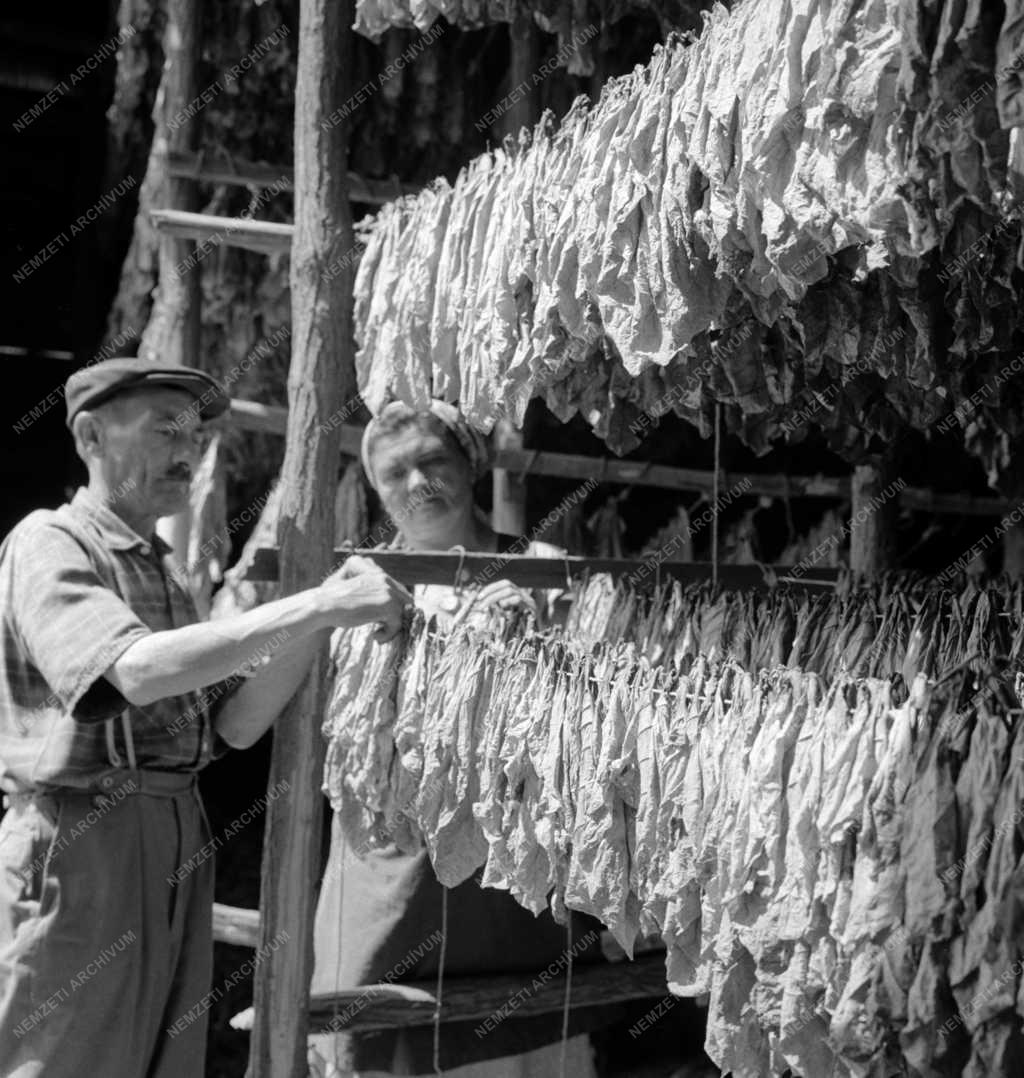 Mezőgazdaság - Törik a kerti dohányt