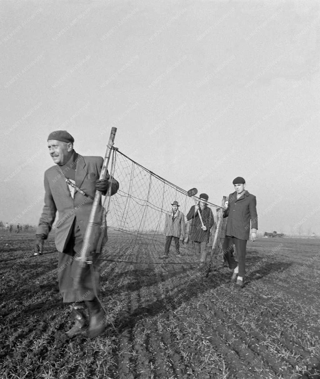 Vadászat - Megkezdték az élővad befogást Szolnok megyében