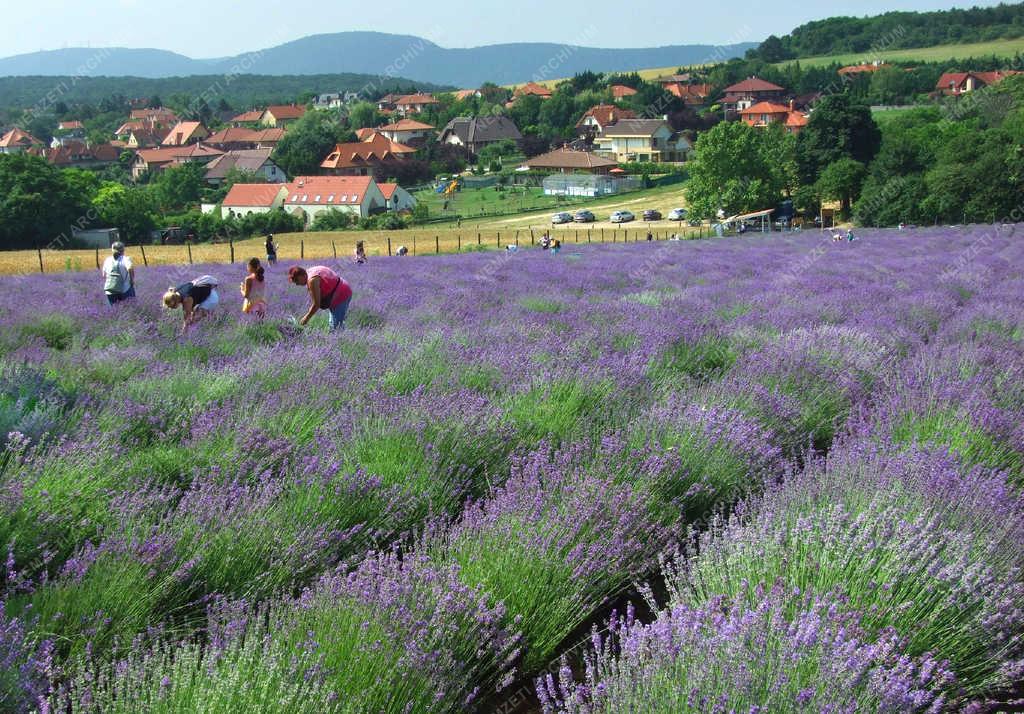 Mezőgazdaság - Pilisborosjenő - Virágzik a levendula