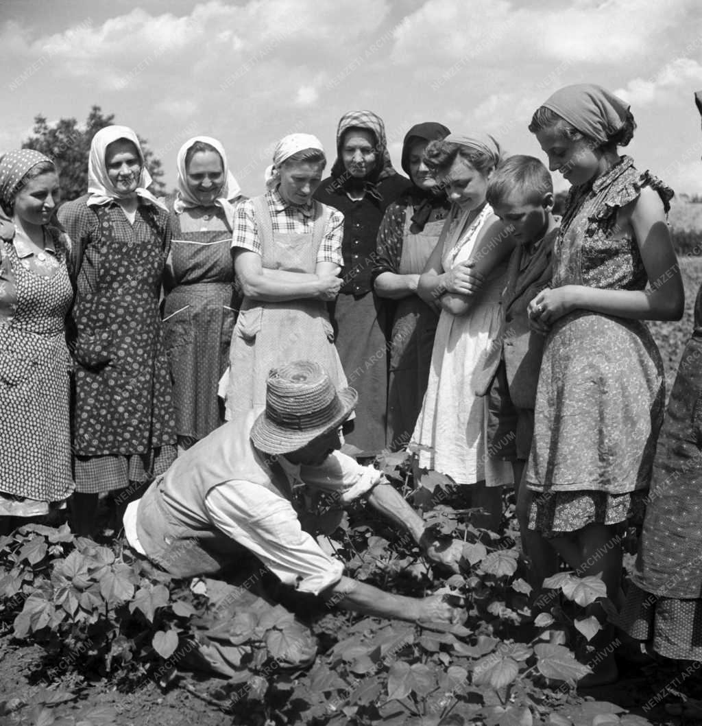 Mezőgazdaság - A helyes gyapot kacsozás bemutatása