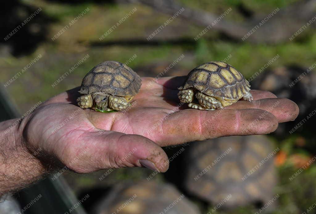 Természet - Hobbi -Teknősfarm Sárándon 