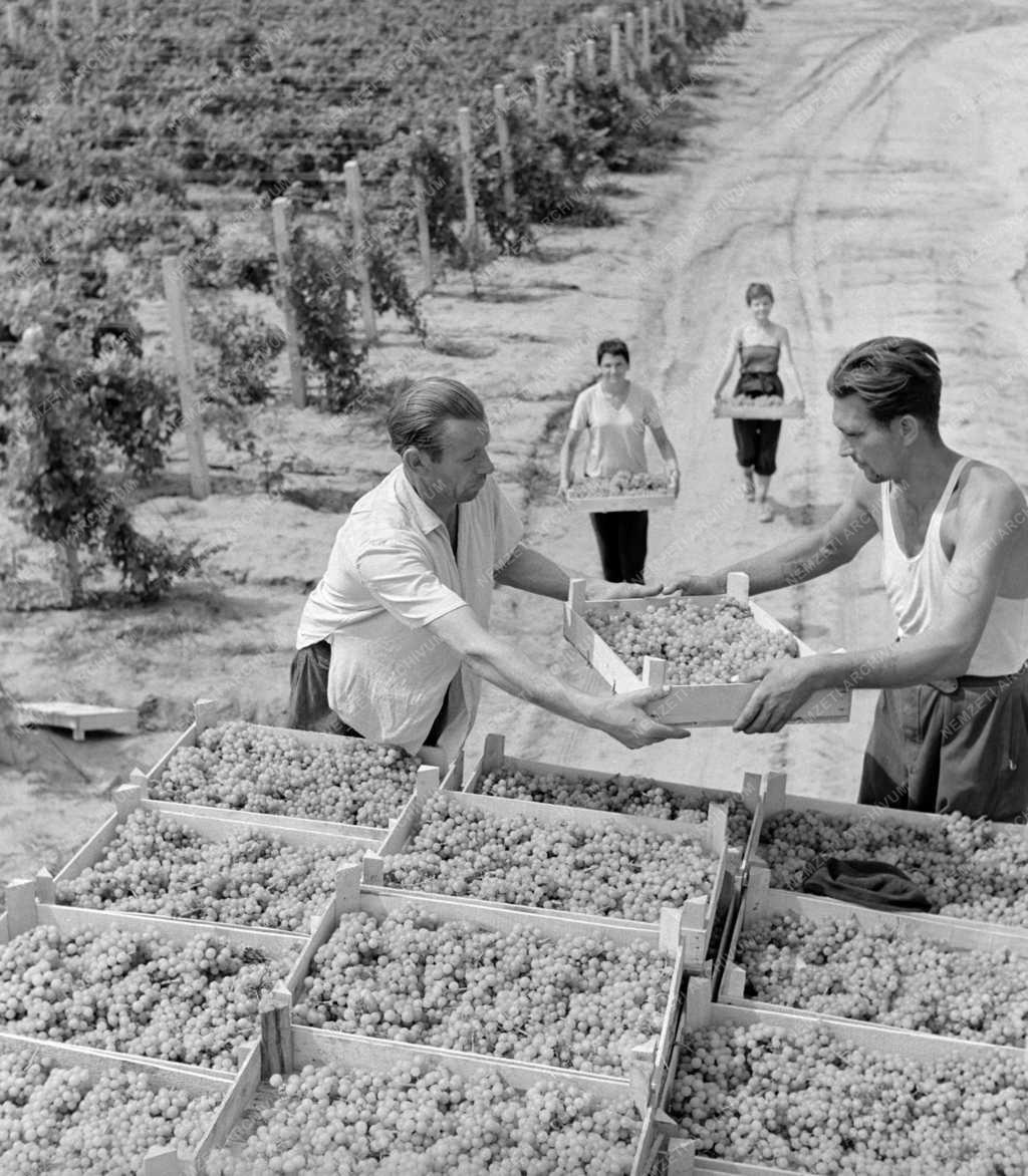 Mezőgazdaság - Szüret a Balatonboglári Állami Gazdaságban