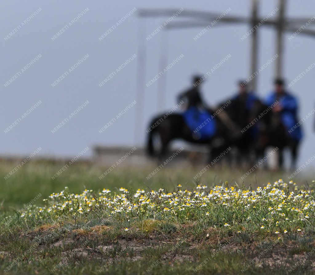 Természet - Hortobágy - Virágzik a kamilla