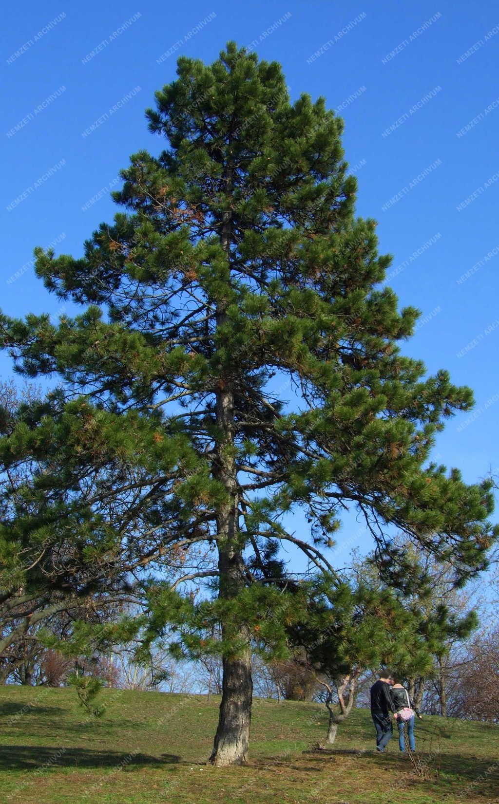 Természet  - Közpark a Gellért-hegyen