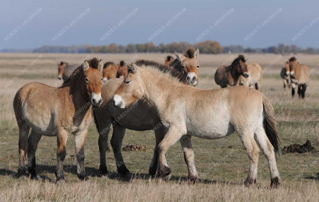 Állattenyésztés - Przewalski-lovak a Hortobágyi Nemzeti Parkban