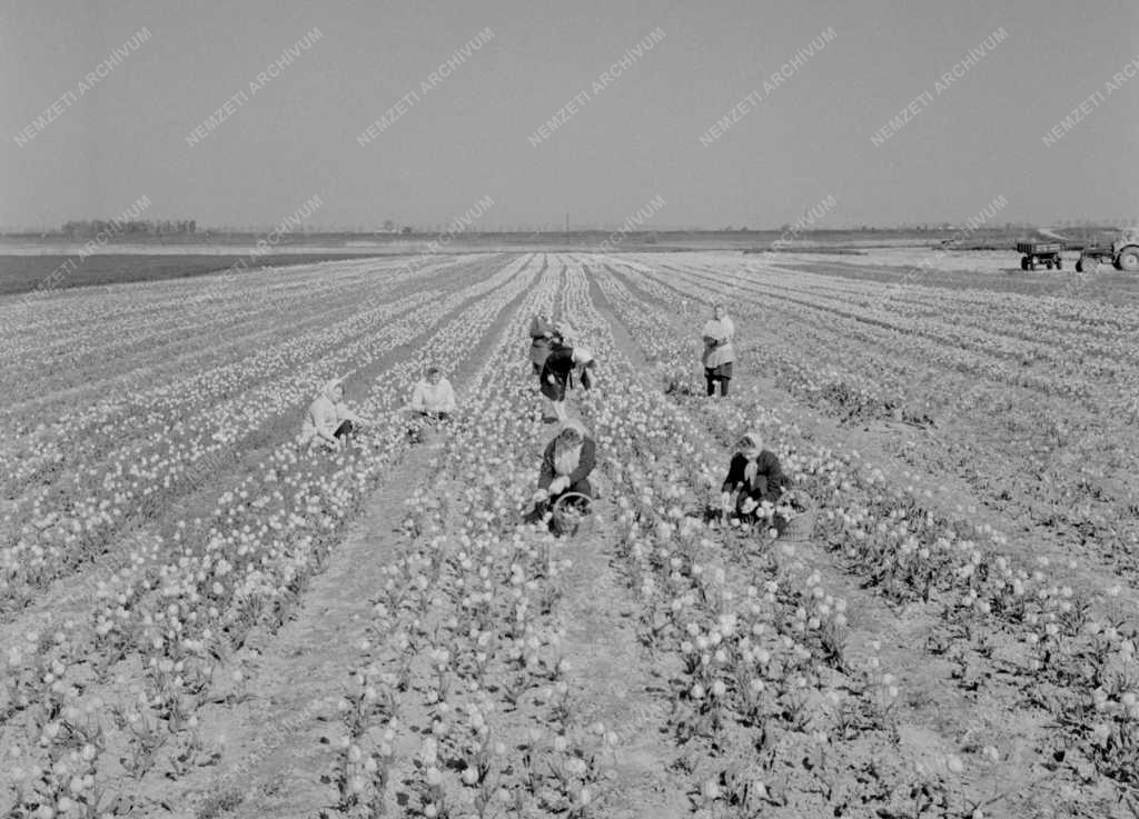 Mezőgazdaság - Tulipánszüret az Új Élet termelőszövetkezetben