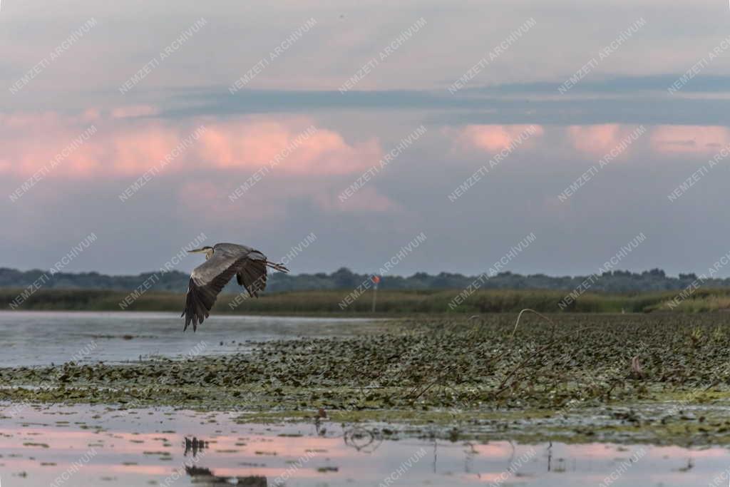 Természet - Poroszló - Tisza-tó - Szürke gém