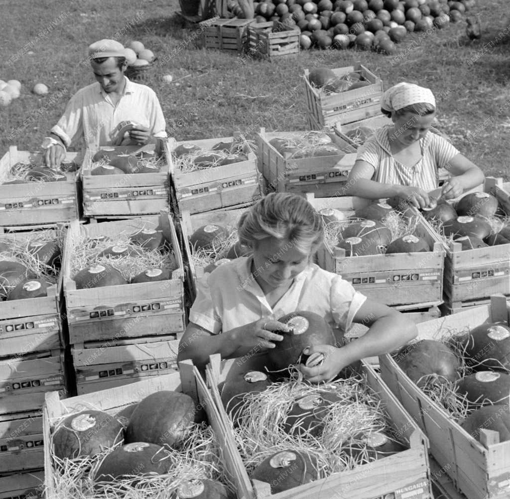 Mezőgazdaság - Nagykőrösi Petőfi Termelőszövetkezet