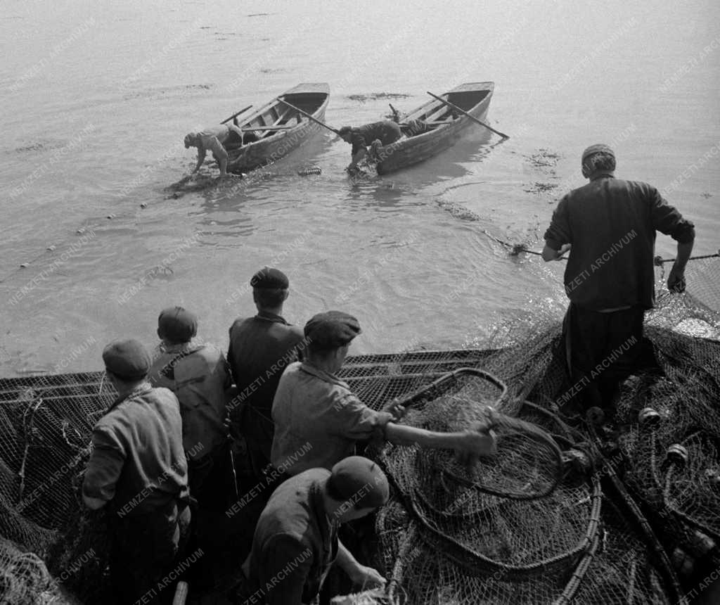 Mezőgazdaság - Őszi halászat a Balatonon