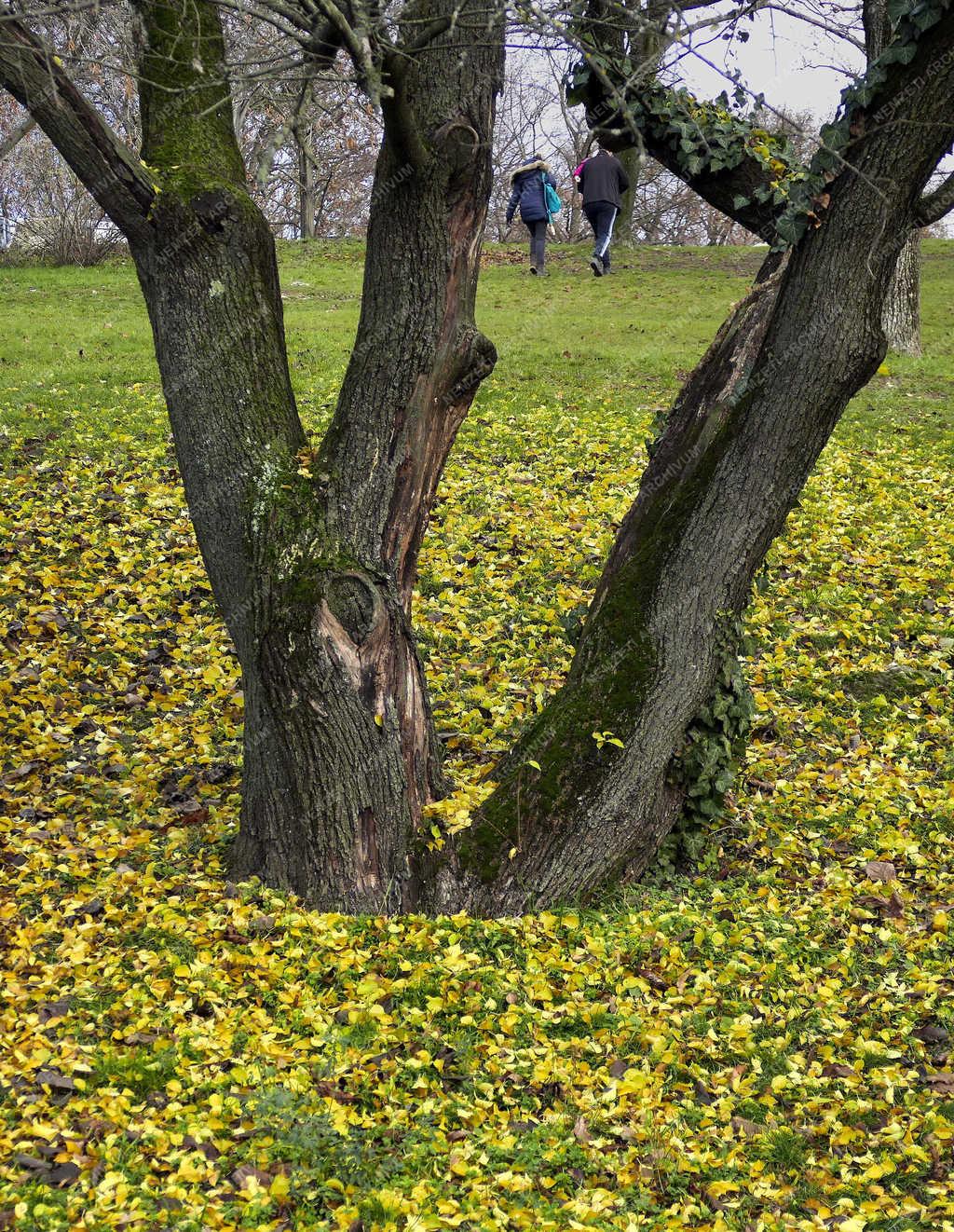 Természet - Budapest - Levegőzők a Gellért-hegy parkjában