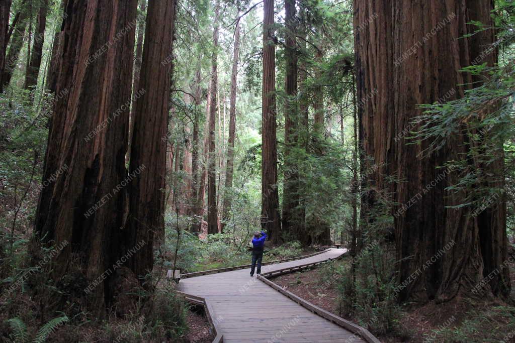 Természet  - Muir Woods Nemzeti Emlékhely