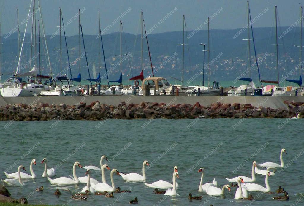 Természet - Siófok - Hattyúk és vadkacsák a Balatonban