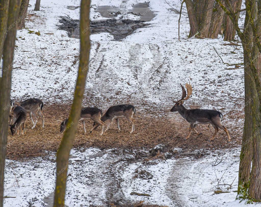 Vadgazdálkodás - Nyíradony - Dámvadak a téli erdőben