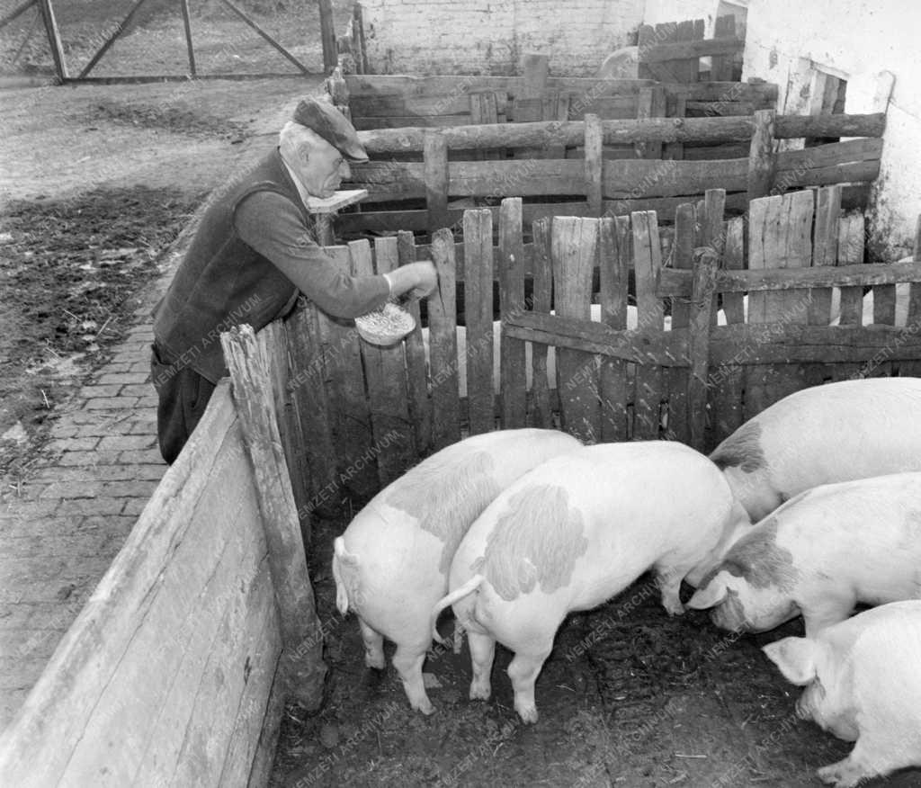 Mezőgazdaság - Háztáji sertésgazdaság