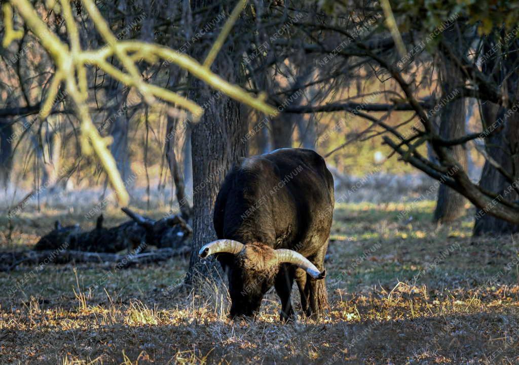 Természet - Őstulkok a Hortobágyon