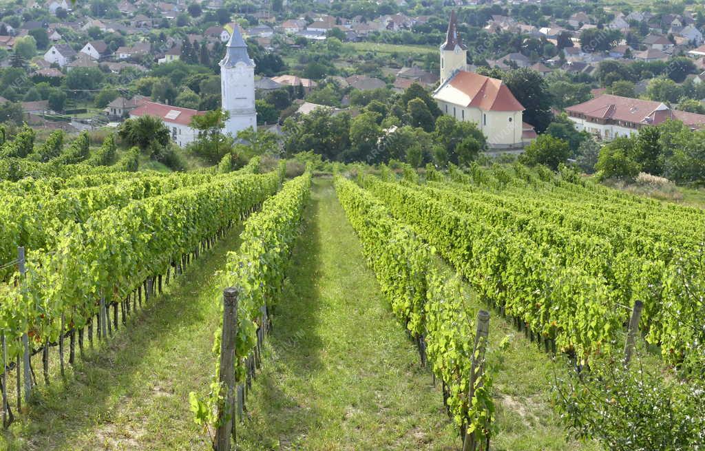 Mezőgazdaság - Tarcal - Szüret előtt a tokaji borvidéken