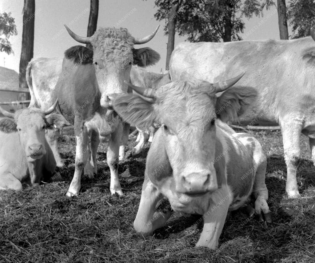 Mezőgazdaság - Szövetkezeti napok Kistelek községben